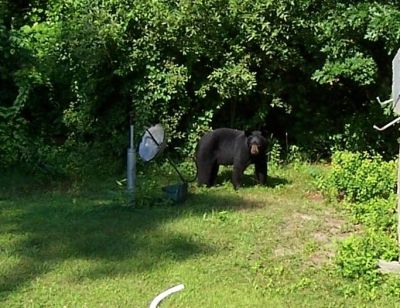 Bear Sighting
The Marion Police Department has confirmed the sighting of a Black Bear, off Partridge Place, in North Marion, on July 11, 2011 at about 9:15AM. Photo, courtesy of Mr. Frank Germano.
