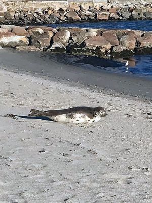 Seal on the Beach
Debbie Silva shared this photo of a seal that was visiting the Mattapoisett Town Beach.
