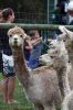 Alpaca_7818.jpg