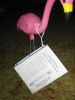 Flamingo_2.jpg