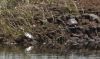 Livingstone_MARSH-TURTLES.jpg