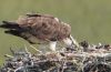 Livingstone_MOM-AND-HER-BABY-OSPREY.jpg