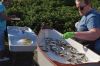MTpicnic_Oysters.jpg