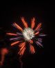 Marion-Fireworks-3.jpg