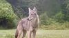 RobertPina-Coyote.jpg
