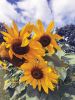 Sunflower-2_3MB-by-Don-Cuddy.jpg