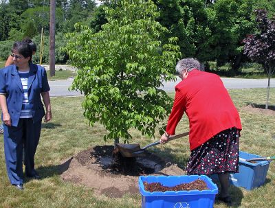 COA Memorial Tree Planting
Rochester Council on Aging (COA) Director Sharon Lally watches while Audrey Ouellette, the widow of former COA Custodian Paul Ouellette, shovels mulch onto the tree planted in her husband's honor. (Photo by Kenneth J. Souza).
