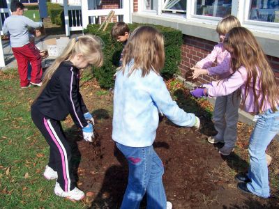 Students Sowing Seeds
Second graders at Rochester Memorial School received a grant of 200 bulbs from the North American Flowerbulb Wholesales Association, and small groups of students set the 178 bulbs around the schools sign and on either side of the front door earlier this week. Remaining bulbs will be cultivated and studied in the classroom. Students are now eagerly looking forward to April when their plantings will begin to bloom. (Photo courtesy of Linda Medeiros).
