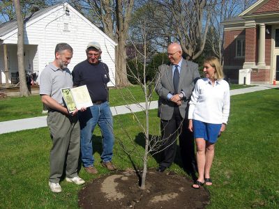 Witness Tree
Mattapoisett Board of Selectmen Chairman Raymond Andrews and Tree Warden Roland Cote formally accept the donation of a tree which was planted last fall in the new War Memorial Park at the Mattapoisett Free Public Library while Town Administrator Mike Botelho and Mattapoisett Tree Committee Chairman Elaine Botelho look on. The "Witness Tree," a tulip poplar, is a direct descendant of a tree planted by George Washington at Mount Vernon. (Photo courtesy of Danny White).
