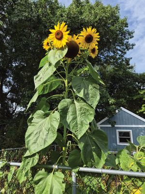 Sunflowers
It’s quite the year for sunflowers! Linda Brownell shared this photo of her sunflower, which may not be the tallest around, but stands at an impressive 8.5 feet tall.
