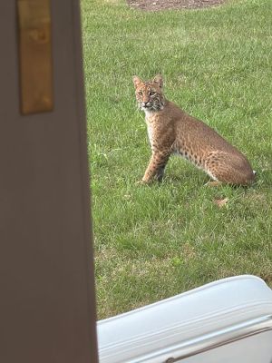 Bobcat
Patty Catoe shared this photo from a Bobcat sighting at Harbor acres in Mattapoisett.

