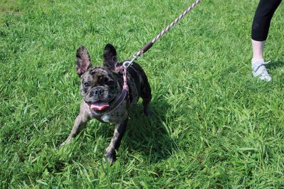 Dog Walk Fundraiser
Freemin Bauer with his five-year-old sibling bulldogs Mia and Louie during Saturday’s dog walk fundraiser held at Center School in Mattapoisett. Six years ago, Bauer was an eagle scout who donated his first dog-walking fundraising collection to an animal shelter in Fairhaven. Approximately 20 dogs were on hand for the August 28 event, a small step in a larger effort to finance a dog park in town. According to Mattapoisett Select Board member Jodi Bauer
