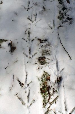 Take a Hike!
 In our first installment of “Take a Hike!” we visited Church’s Field in Rochester off Mattapoisett Road. This Rochester Land trust property is easily accessible, with off-road parking and a wide, mulched trail – and, despite the persistent occupation of winter, there is beauty to be found in every season in Tri-Town. The trail loops through a Holly tree grove, passing mossy glacial outcroppings of rocks, and leads to a river, where the historical ruins of the Church family saw mill wait to be rediscovered.
