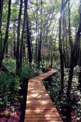 Eastover Trail
A boardwalk stretches through "Eastover South", a new Marion hiking trail that is being built by the Trustees of Reservation and a group of local volunteers. Photo by Robert Chiarito

