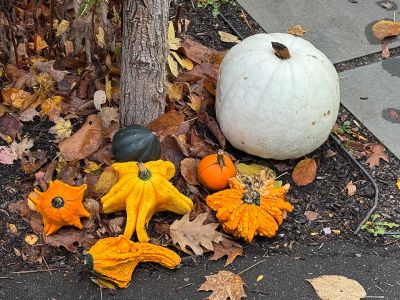 Halloween
Halloween is everywhere. Photo by Jennifer Shepley
