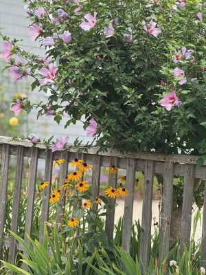 Mattapoisett
Flowers in the historic center of Mattapoisett on Mechanic Street. Photo by Jennifer Shepley
