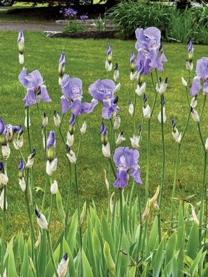 Irises
Irises after the rain on Water Street. Photo by Jennifer Shepley
