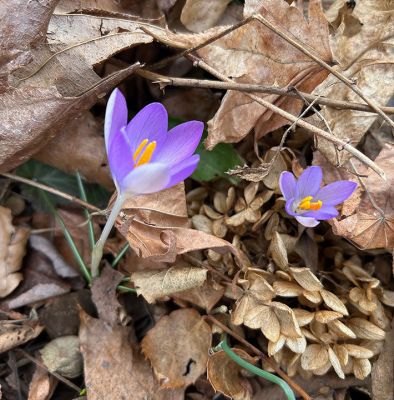 Spring
Crocuses are beginning to peak out, as the mountains of snow have finally dissipated. These tiny pinkish/purple flowers have variants across the globe, though they are originally native to the Mediterranean and Türkiye. Photo by Laura McLean - March 19, 2026 edition
