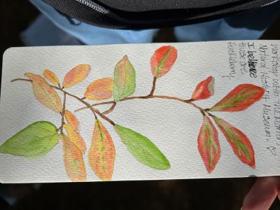 Marion Natural History Museum 
On a beautiful Saturday morning, the Nature Journaling group met with artist Tricia Cassady to learn about some techniques for journaling in nature. We took part in some exercises to loosen up and then had fun finding our own specimens to draw. We also had a chance to discuss our different experiences and have some laughs. The museum may be starting to meet monthly so if you’d like to join us, please email the director at www.marionmuseum.org. Photo courtesy Elizabeth Leidhold
