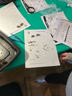 Marion Natural History Museum
Wednesday afternoon, the Marion Natural History Museum's afterschool group had a chance to learn about the diet of barn owls. Given they are birds of prey, there's mainly rodents and small birds on their menu. The owl must regurgitate the indigestible bones, fur, feathers, etc. by forming a pellet before eating another meal. We had a chance to explore sterilized owl pellets and identify the bones of the prey animals. It was not unusual to find more than one skull per pellet. The kids did a great job using t
