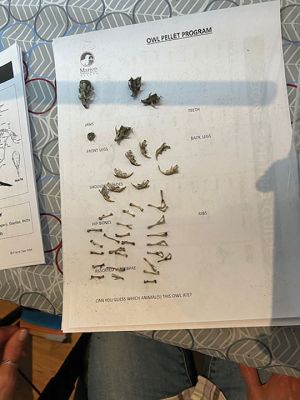 Marion Natural History Museum
On March 11, the Marion Natural History Museum's adult group had a chance to learn about owl-feeding habitats. Owls swallow their prey whole or in large pieces, and when the pellet is regurgitated, the undigestible pieces reappear. Bones, hair, and exoskeletons are common in owl pellets and can help observers identify the type of prey consumed as well as where it might have been caught. Many found more than one skull in their pellets. The group had fun together dissecting sterilized Barn Owl pellets and tak
