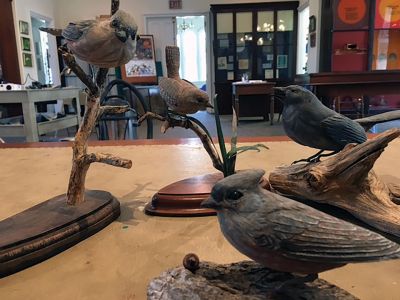 Marion Natural History Museum
The Marion Natural History Museum wishes to thank Caroline Grainger for her donation of several beautifully carved birds created by her father, James Babbit. The museum lost many of its specimens during our ceiling collapse and these incredibly detailed pieces are greatly appreciated. The museum is hoping to create a new display of nature-inspired artwork from local artists and these specimens are a great start. Photos courtesy Elizabeth Leidhold
