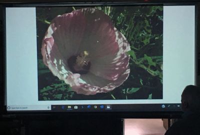 Marion Natural History Museum
On March 4 the Marion Natural History Museum hosted “Wildflowers of Southeastern Massachusetts” with Martha “Mike” Schroeder. Attendees learned about which plants are native and which plants have been introduced to the state. Many thanks to Mike for the program and lovely photos, many of which were taken in her yard in Lakeville. Photos courtesy Elizabeth Leidhold
