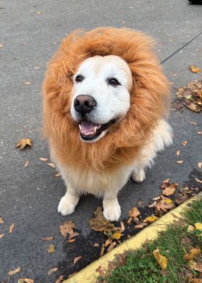Marion Halloween Parade
Emmitt dressed as a lion at the Marion Halloween Parade. Photo by Shawn Sweet
