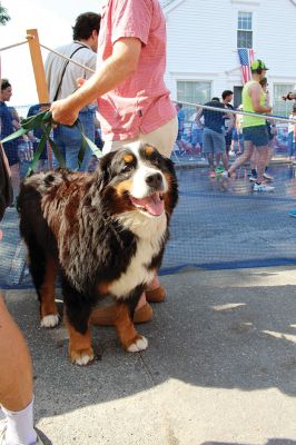 Mattapoisett Road Race
Will Benoit and Margot Appleton defended their respective men’s and women’s titles in the July 4 Mattapoisett Road Race, and competitors were greeted by favorable weather for the 9:00 am start. Photos by Mick Colageo
