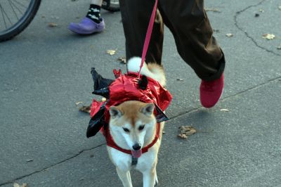 Halloween Happenings
Everyone was dressed up for the occasion at the Marion Halloween Parade on October 31, 2009, even the dogs! Photo by Paul Lopes
