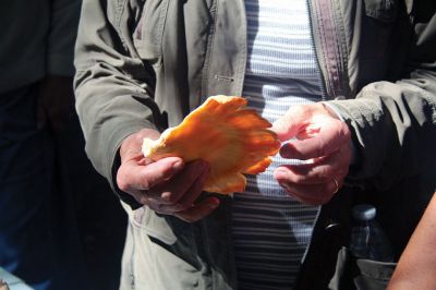 Mushroom Walk
The Sippican Lands Trust and the Boston Mycological Club took a large group out on Sunday for a mushroom walk at the White Eagle Property in Marion. Participants gathered hundreds of mushrooms and laid them out on a long table for mushroom experts Ken Fienberg and Chris Neefus to help identify. Photos by Jean Perry
