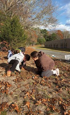 Daffodil Bulbs
Mr. Squire and Dr. Cassi's 5th grade students at Old Hammondtown School planting 200 Daffodil Bulbs donated by the Mattapoisett Land Trust Education Committee.  The planting of the bulbs in an area behind of the school, was the culmination of a science lesson on the structure and function of a bulb as well as the environmental factors necessary for its growth and flower production.  The students thoroughly enjoyed getting their hands dirty. Photos by Wendy Copps and Mary Cabral
