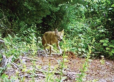 Wildlife
Wildlife spotted in Robert Pina’s backyard on Point Road in Marion.

