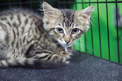 Octopurrfest
The Rochester cat shelter “It’s All About the Animals” held its 2nd Annual Octopurrfest on Sunday, October 2. Raising over $7,000, owner/operator Pam Robinson said this year’s event was “absolutely over the top!” The shelter is in the process of building an addition to create a cat room and a porch. “I cannot thank everyone enough for their wonderful donation and participation,” said Robinson. Photos by Colin Veitch
