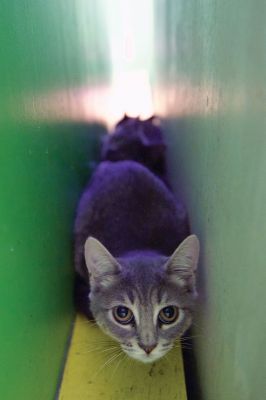 Octopurrfest
The Rochester cat shelter “It’s All About the Animals” held its 2nd Annual Octopurrfest on Sunday, October 2. Raising over $7,000, owner/operator Pam Robinson said this year’s event was “absolutely over the top!” The shelter is in the process of building an addition to create a cat room and a porch. “I cannot thank everyone enough for their wonderful donation and participation,” said Robinson. Photos by Colin Veitch
