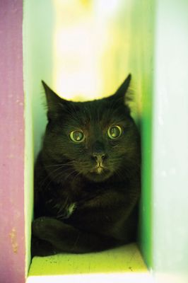 Octopurrfest
The Rochester cat shelter “It’s All About the Animals” held its 2nd Annual Octopurrfest on Sunday, October 2. Raising over $7,000, owner/operator Pam Robinson said this year’s event was “absolutely over the top!” The shelter is in the process of building an addition to create a cat room and a porch. “I cannot thank everyone enough for their wonderful donation and participation,” said Robinson. Photos by Colin Veitch
