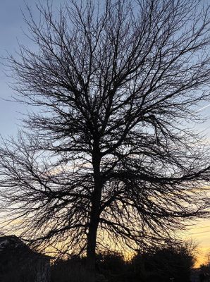 Mattapoisett
Reaching for spring on Pine Island Road. Photo by Ruth A Griffin
