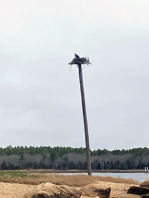 Sippican Land Trust
Alan Harris points out a jellyfish, Carolyn Tepolt shows off a periwinkle and Ospreys can be seen in their nest during the Sippican Lands Trust’s Tidal Pool Exploration on April 16 at Brainard Marsh. Photos by Jeffrey D. Wagner
