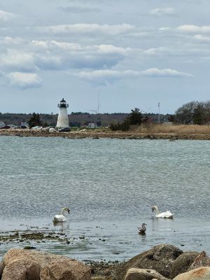 Swans by Ned’s Point
Swans by Ned’s Point. Photo by Jennifer Shepley
