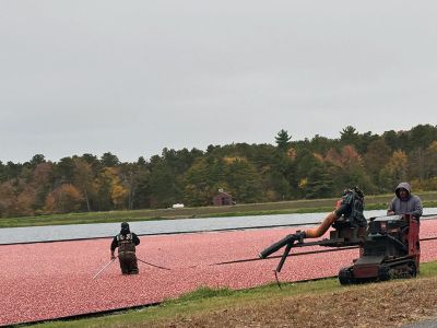 Cranberry Harvest
Cranberry harvest. Photo by Jennifer Shepley
