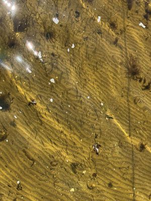 Mattapoisett
Minnows at low tide at the Mattapoisett town beach. Photo by Jennifer Shepley
