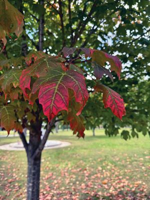 Mattapoisett
The leaves have started to turn. Photo by Jennifer Shepley
