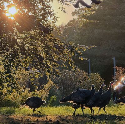 Mattapoisett
Turkeys by the Mattapoisett River. Photo by Jennifer Shepley
