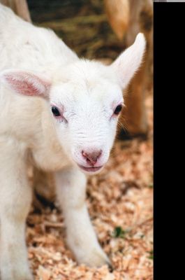 Marion Springfest
The Sippican Lands Trust hosted a post-Marion Spring Cleaning afternoon of fun events including a performance by the Toe Jam Puppet Band, a climbing wall, a Sippican School band performance, and a petting zoo. The event took place at Washburn Park under gray skies that threatened rain, and the event lasted all afternoon. Photos by Felix Perez
