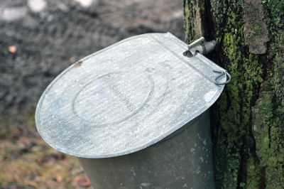 Maple Sugar Season
In Rochester, Mike Forand and his son Tim spend this time of year tapping their maple trees and boiling down the sap to make their own Rochester-made maple syrup. Photos by Jean Perry
