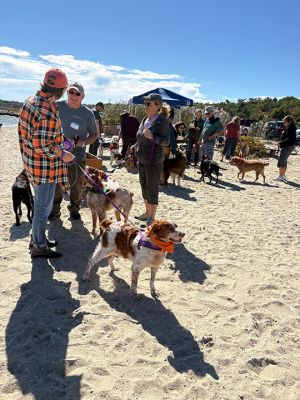Brittanys
Dozens of Brittanys and their families enjoyed a frolic at Silvershell Beach in Marion on Saturday, October 3. The dog party celebrated New England Brittany Rescue Group’s 25th anniversary of finding forever homes for stray, abandoned, or relinquished Brittanys and other mixed breeds. Photos by Laura Pedulli 
