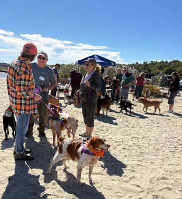 Brittanys
Dozens of Brittanys and their families enjoyed a frolic at Silvershell Beach in Marion on Saturday, October 3. The dog party celebrated New England Brittany Rescue Group’s 25th anniversary of finding forever homes for stray, abandoned, or relinquished Brittanys and other mixed breeds. Photos by Laura Pedulli 

