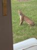 Catoe-Bobcat.jpg