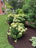Filename=Garden_3234.jpg
Filesize=302KiB
Dimensions=648x864
Date added=Jul 03, 2025 Garden_3234.jpg
