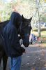 Filename=Horse-Show-7-09_37_51-2.jpg
Filesize=111KiB
Dimensions=480x720
Date added=Nov 09, 2022 Horse-Show-7-09_37_51-2.jpg